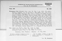 Melampsora lini image